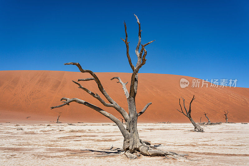 死亡的Vlei Namib沙漠树Sossusvlei纳米比亚Namib- naukluft